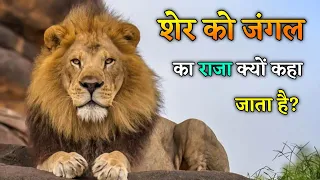 शेर को जंगल का राजा क्यों कहा जाता है?🤔 Why The🦁Lion Is Called The King Of The Jungle