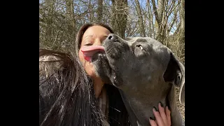 Cane Corso Rüde Tyson 2 Jahre mit Miriam