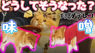 【犬猫アテレコ】うまくいかない犬と猫の日常