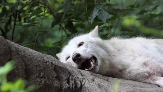 Laziest Wolf Howls (part 13)