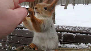 Какой красавчик / What a beautiful squirrel