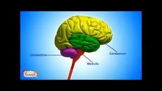 The Nervous System Functions and Facts -Animation video