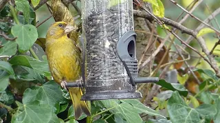 Garden Birds Feeding on a Wet and Windy Day
