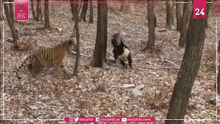 FILE: Tiger-goat friendship in Russian zoo ends as goat dies