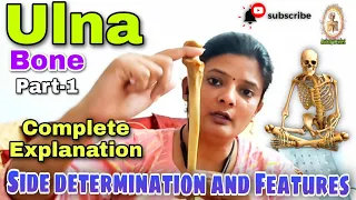 Ulna bone ll side determination of ulna ll features of ulna ll part 1