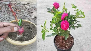 How to propagate Rose tree from banana fruit for beginners, Growing rise tree with onion