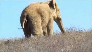AFRICAN ELEPHANTS: Maggie, Lulu and Mara