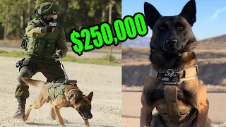 What does a $250,000 Elite Protection Dog Look like?