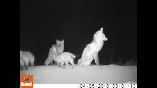 Sierra Nevada fox kits caught on camera trap video