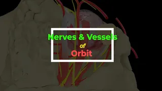 Nerves & vessels of orbit | Opthalmic artery | 3D Anatomy