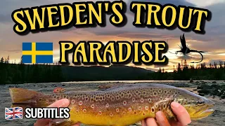 Wild Trout Fishing In Sweden