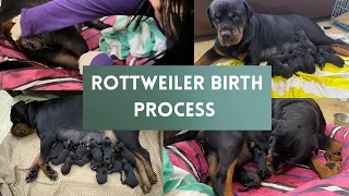 12 puppies!ROTTWEILER birth process 😱|How to successfully deliver puppies at home|Rottweiler|