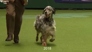 Best of Breed, Gundog Group|ENGLISH SETTER|