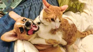 FORGET STRESS and LAUGH HARD! The FUNNIEST PET VIDEOS! 😹🐶