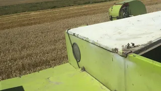 Claas dominator 85 Молотим озиму пшеницю сорт богемія