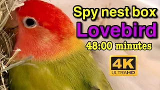 spy lovebirds Nest box what do with  her chicks