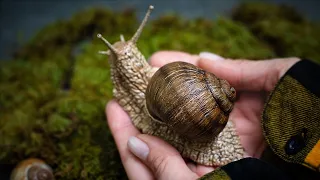 Polymer Clay Snail