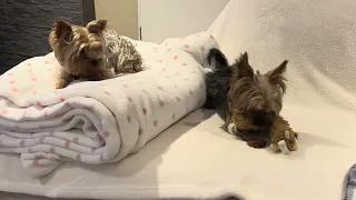 WWE Yorkies