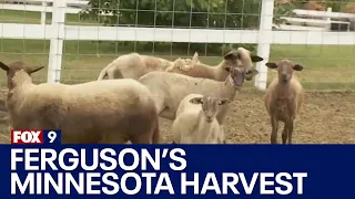 Twin Cities fall destinations: Ferguson’s Minnesota Harvest