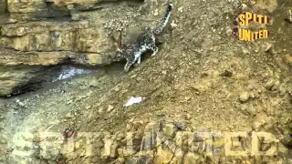 EXTREMELY RARE FOOTAGE OF SNOW LEOPARD MALE | KIBBER SPITI VALLEY