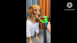 Dog: Just because I'm good-natured doesn't mean I won't bite! funny dog videos #youtubeshorts