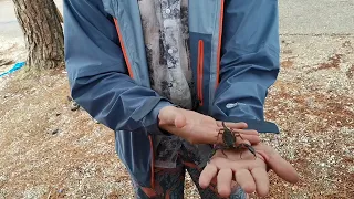 Скорпион на руках