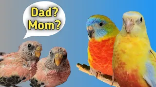 Incredible! Turquoisine Parakeets Raise Baby Bourke Parakeets