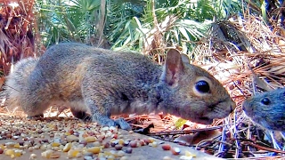 Squirrel Meets Rat!