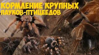 Кормление взрослых пауков птицеедов / Feeding big tarantulas