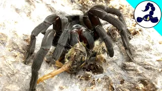 BIG Black Tarantula Eats Quail Chick