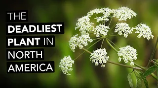 Water Hemlock — The Deadliest Plant In North America