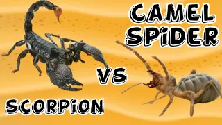 4 scorpion vs camel spider super aggressive