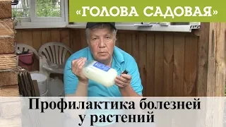 Голова садовая - Профилактика болезней у растений