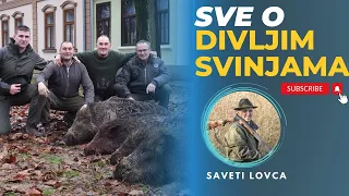 SVE O DIVLJIM SVINJAMA [saveti za lov, navike, ishrana...]