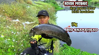 Bikin Jantungan.!!Mancing ikan gabus terbesar di sungai dangkal umpan jatuh langsung sambar