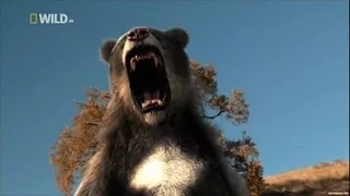 Доисторические хищники — Короткомордый медведь Документальные фильмы Nat Geo Wild HD