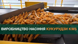 Виробництво насіння кукурудзи KWS: від збирання качанів з виробничих посівів до зберігання сировини