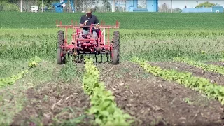 Market Garden Farming