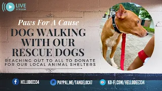 Dog Walking With Our Rescue Dogs Fundraising For The Animal Shelters #subscribe #animalrescue