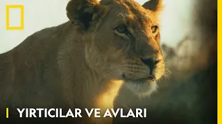 Yırtıcılar ve Avları | WILD