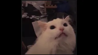 White cat meowing meme