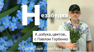 Незабудка. Полезные советы о цветах