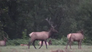 Big Elk Bull moving cows