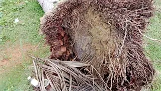 How coconut lumber are made