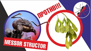 Муравьиная ферма. Messor structor ПРОТИВ КЛЕНА, или как просто найти семена для муравьев.