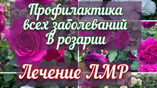 Причины болезней роз. Избавление от ЛМР. Схемы листовых обработок на апрель, май, июнь.