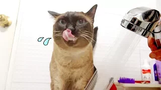 Cat that likes water!