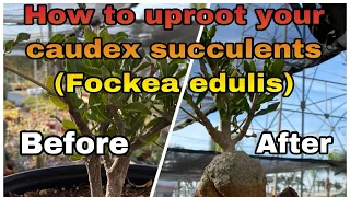 How to Uproot your caudex succulent #fockeaedulis