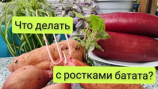 Что делать с ростками, если клубни батата прорасли?