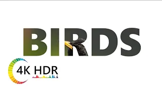 BIRDS HDR  UltraHD   BMPCC6K/Sigma 50-500 mm f/4.5-6.3 APO HSM lens